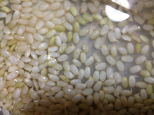 発芽玄米が簡単に作れる