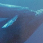 沖縄ホエールウオッチングで冬、クジラの唄を聞こう