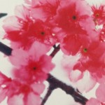 沖縄の桜の見ごろと名所と桜まつり