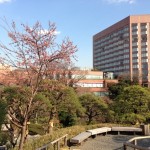 椿山荘の桜を見ながらカフェ・フォレスタでランチ